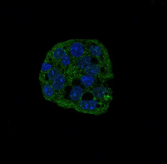 IF - Anti-active Caspase-3 CASP3 Rabbit Monoclonal Antibody ABO14221